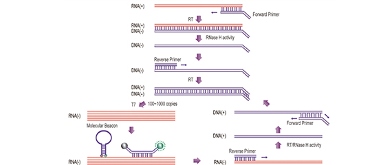 SAT-RNA